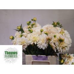 Dalia Hol. Licht Geel 45cm "CC40"