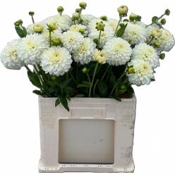 Dalia Hol. Snow Cap 55cm Bl "CC25"