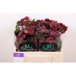 Helleborus Classic One 35cm