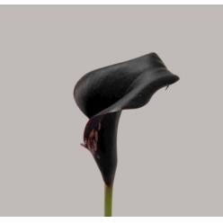 Calla Escape 50cm