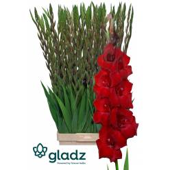 Gladiolo Hol. Fat Boy 125cm (50cm espiga) Rj.