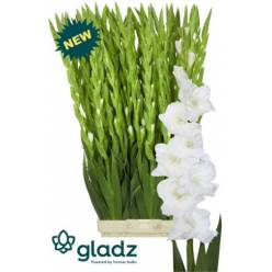 Gladiolo Hol. Glacier 125cm (50cm espiga)