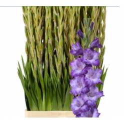 Gladiolo Hol. Mauve Muse 115cm (60cm espiga) Mor.