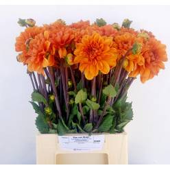 Dalia Hol. Overig Naranja 45cm "CC20"