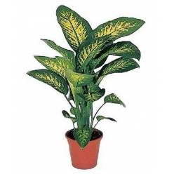 P. Dieffenbachia Se Tropic Snow 21/80cm