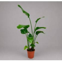 P. Strelitzia Hol. Nicolai 21/120cm 3P