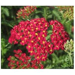 Achilea Hol. Paprika 55cm