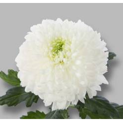 Uniflor Hol. Stravina 80gr 70cm