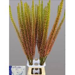 Eremurus Hol. Rumba 70cm (35cm flor) nj/sal