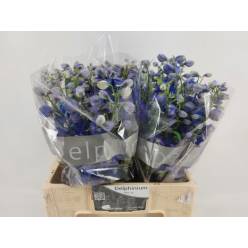 Delphinium Hol. El Delphis Blue Emerald 60cm "T10"
