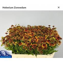 Helen Zonnedam 70cm