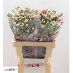Clavel Hol. Mini Rascal Pink 60cm 45gr