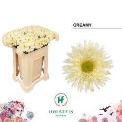Gerbera Mini Hol. Gespider Creamy Emmer "T20"