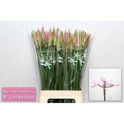 Nerine Bo Vesta K 50cm Rs.