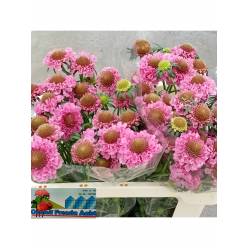 Scabiosa Atro Scoop Pops 55cm "CC80"