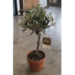 P. Olivo 16/40cm x6 -M. Ceamica-