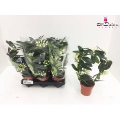 P. Stephanotis Floribunda 12/45cm x8