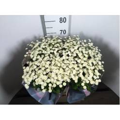 Tanacetum Hol. Pa Baya Blanco 45cm 950gr "T25"