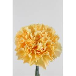 Clavel Col. Fancy Caroline Gold "T25"