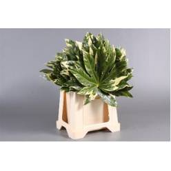 Aralia Bicolor 45cm