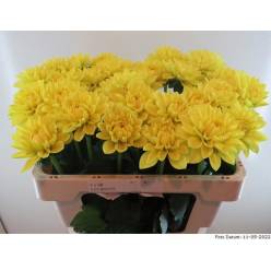 Dalia Hol. Sunlady 45cm "CC40"