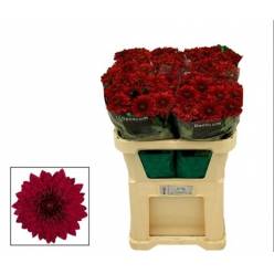 Uniflor Hol. Monza 100gr