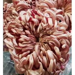 Uniflor Hol. Vienna copper 120gr 80cm