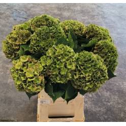 Hortensia Hol. My Beautiful Rio Classic 60cm �18/20 bic.