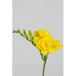 Fresia Hol. Soleil 50cm 22gr Am. "T50"