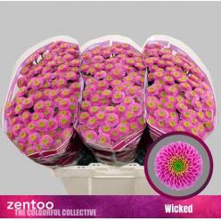 Santini Wicked 1300gr "T25" Rs.