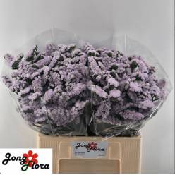 Statice Hol. Fairy Wings 60cm 25gr "T25" Malva