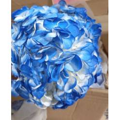 Hortensia Select Tint. Shocking Blue 60cm �15/16