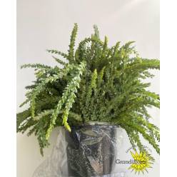 Mimosa Italia Santa Elena 60cm 200gr