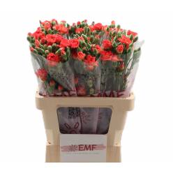 Clavel Hol. Mini Beta 60cm 45gr
