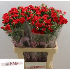 Clavel Hol. Mini Token 65cm 45gr