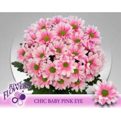 Margarita Hol. Chic Baby Pink Eye  85gr Rs.