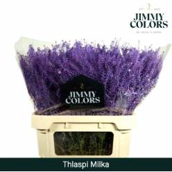 Lepidium Thlaspy Pintado Milka 80cm "T25"