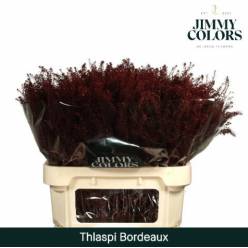 Lepidium Thlaspy Pintado Bordeaux 80cm "T25"