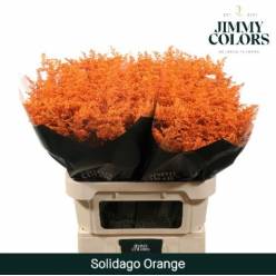 Solidago Pintado Orange 70cm 25gr "T25"