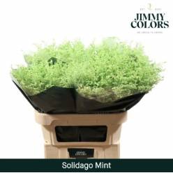 Solidago Pintado Mint 70cm 25gr "T25"