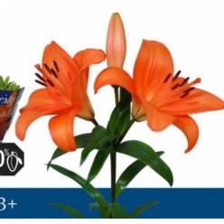Lilium LA. Hol. Sal. Honesty 75cm 2/3 fl.