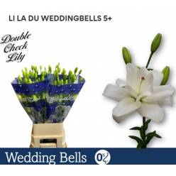 Lilium LA. Hol. Doble Weddingbells 90cm 5 fl.