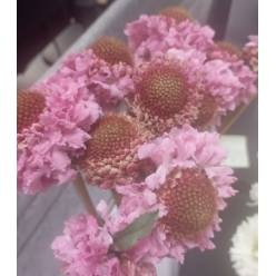 Scabiosa Ecu. Popsicle Light Pink 60cm