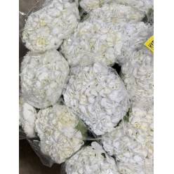 Hortensia White Polar Extra 60cm �20/22