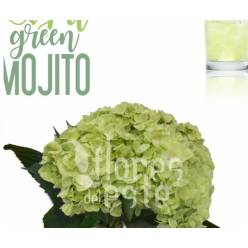 Hortensia Petite Green Mojito �14/15