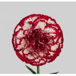 Clavel Hol. 60cm Bacarat Bi.