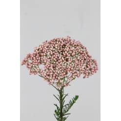 Ozoth. Hol. Flor de Arroz  60cm