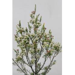 Flor Cera Hol. Sirius 80cm 30gr "T25" BL.
