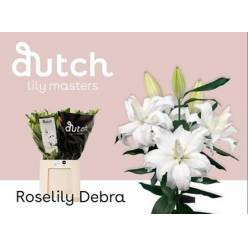 Oriental Hol. Bl. Doble Roselily Debra 45cm 3/4 fl.