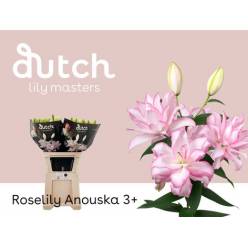 Oriental Hol. Double Rs. Anouska 85cm 3/4 fl.